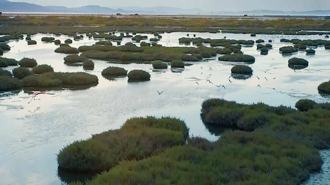 Chasing flamingos